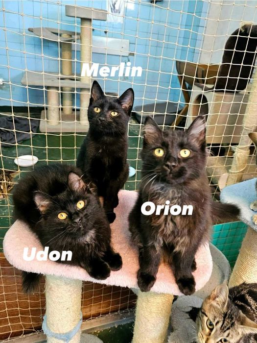 Merlin czeka na domek