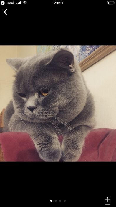 Вязка.Лучший кот! Шотландец