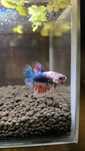 Рибка півник петушок betta