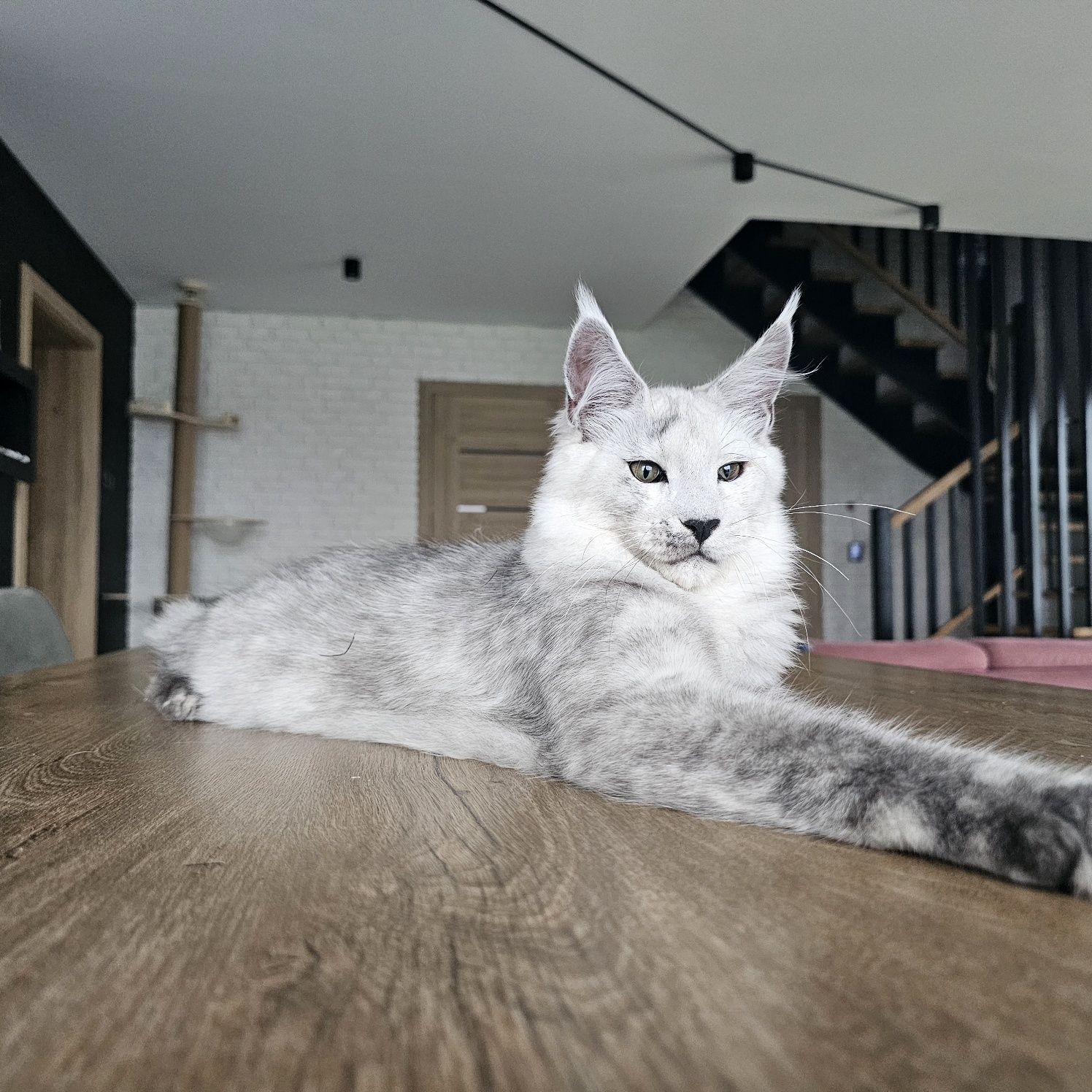 Kocurek  Maine coon rodowód fpl FIFe hodowlany do hodowli
