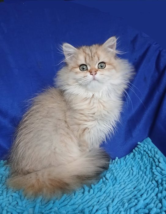 Девочка Золотая шиншилла длинношерстная британская