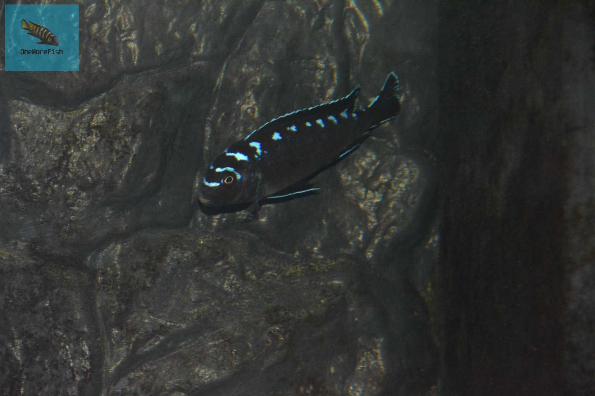 Pyszczaki Chindongo Elongatus Neon Spot