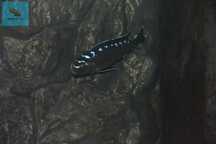 Pyszczaki Chindongo Elongatus Neon Spot