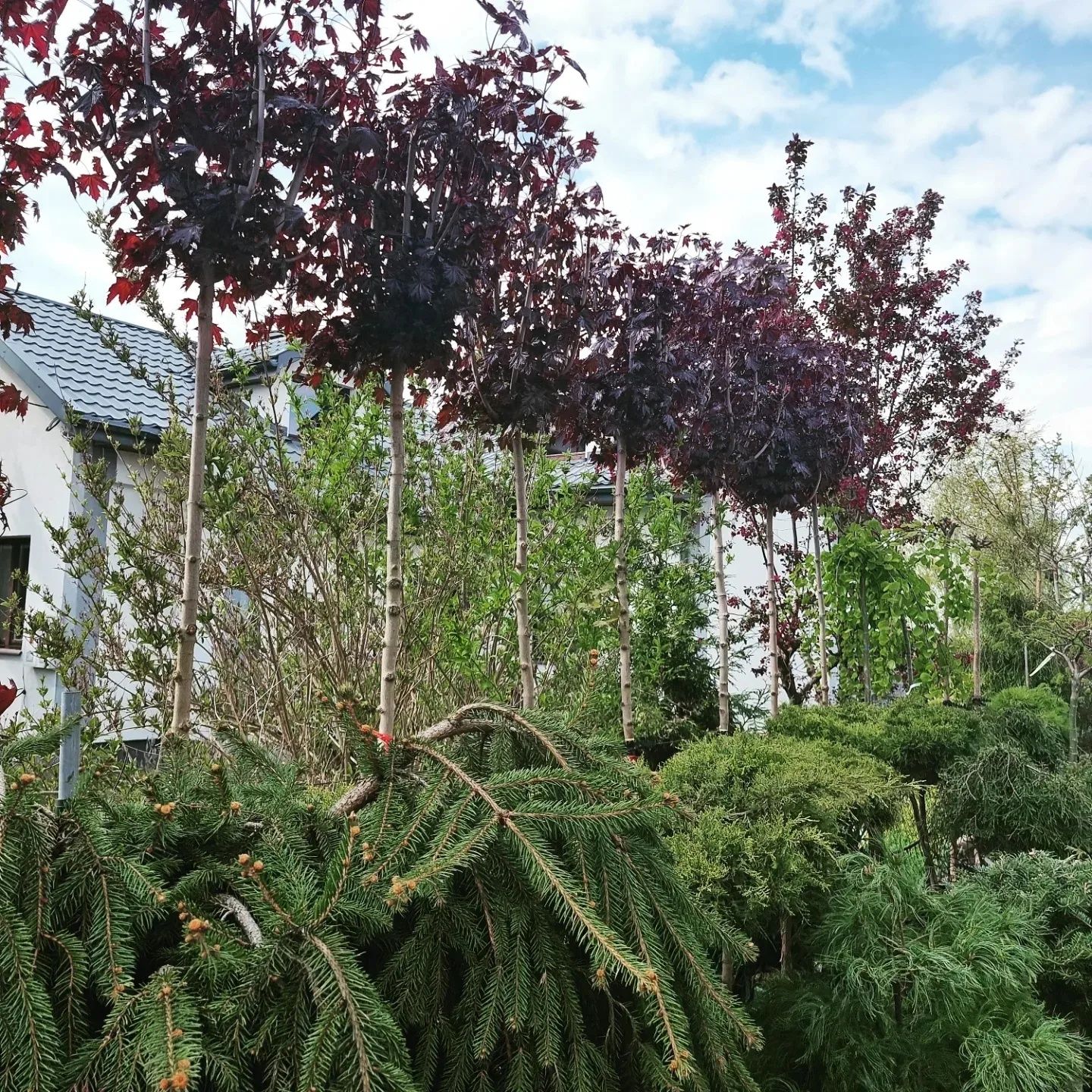 Krzewy ozdobne Szeroki wybór formowane Niwaki BONSAI Drzewa Sosny