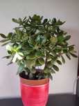 Planta de Jade planta da sorte
