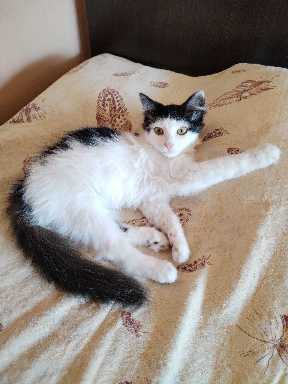 Кошенятко (котик) в добрі руки (безкоштовно) - Київ