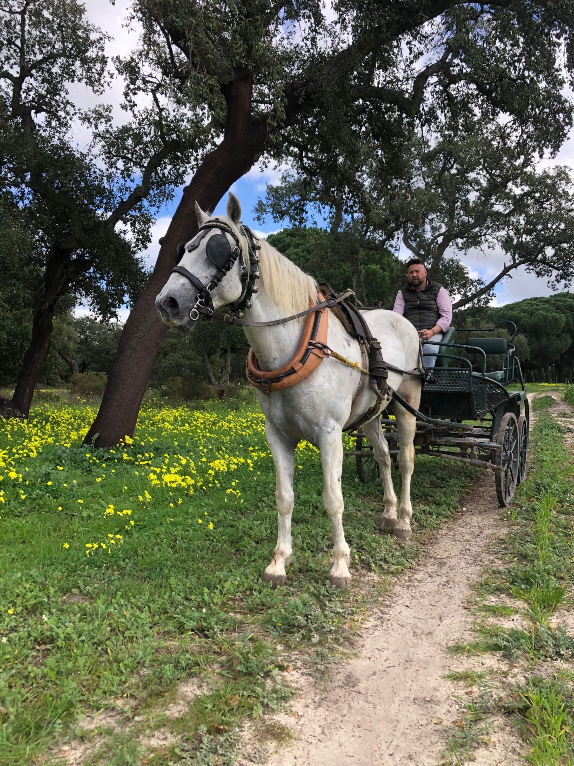 Cavalo engatado cruzado lusitano