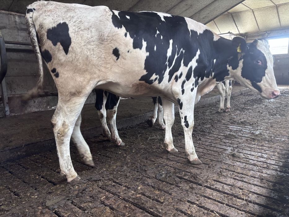 6.10 (poniedziałek) nowa dostawa jałówek