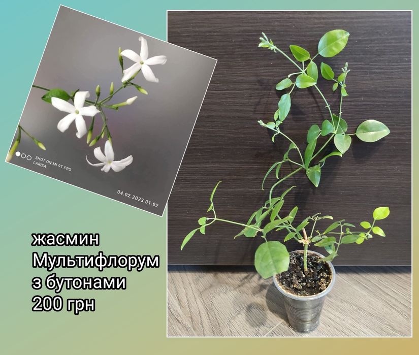 Цеструм ноктюрнум желтый, саркококка пеларгония жасмин