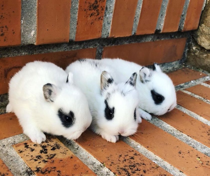 KIT Coelhos anões mini holandês e minitoy super meigos e brincalhões