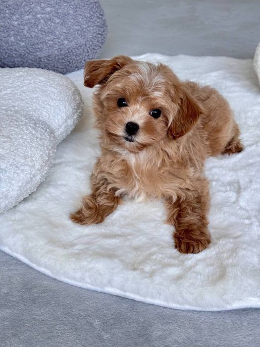 Мальтіпу мікро міні стандарт