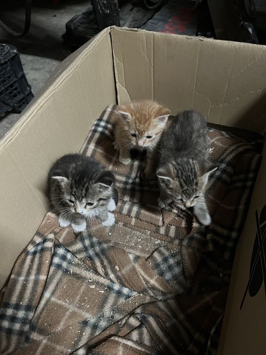 Kotki małe (1 miesiac)