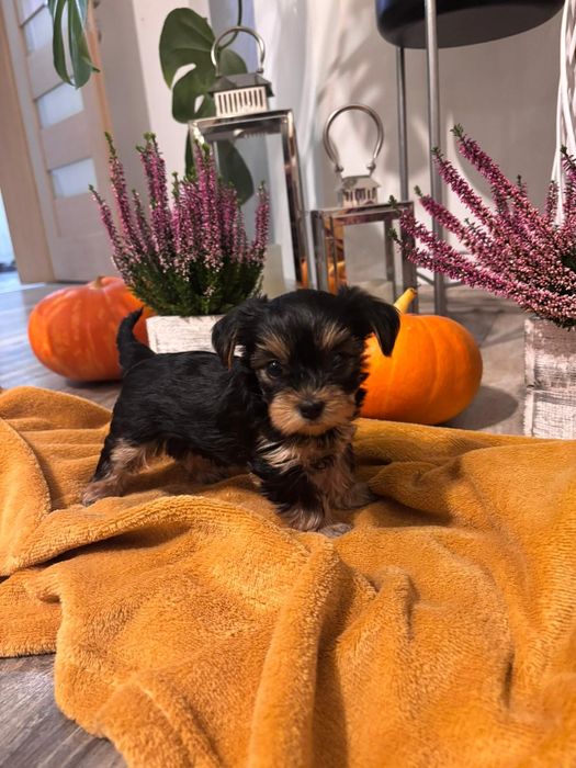 Ostatnia Sunia Yorkshire Terrier