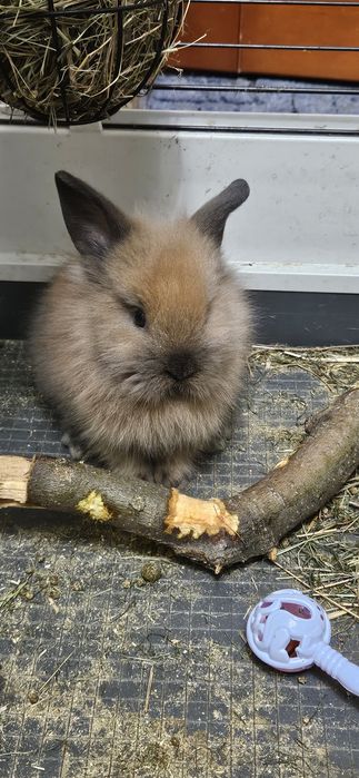 Продам декоративних кроликів