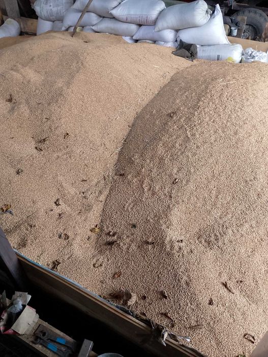 Продам пшеницю . Урожай 2025 року .