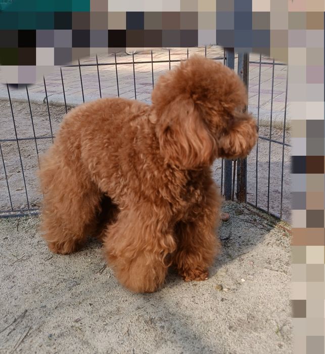 Той пудель, в'язка.