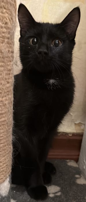 Котенок мальчик в хорошие руки