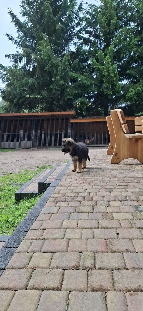 Owczarek Niemiecki Długowłosy! Szczeniak !