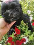 Yorkshire Black dziewczynka