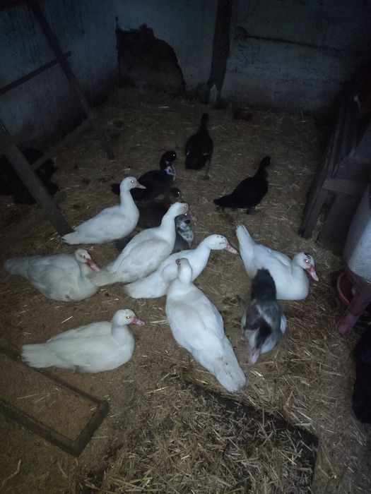 Kaczki francuskie różne kolory.