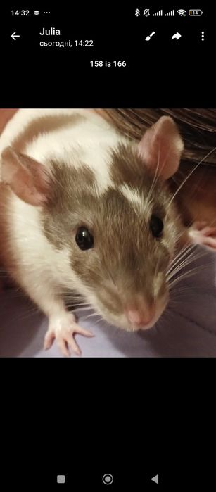 Домашні щурики люблять людей