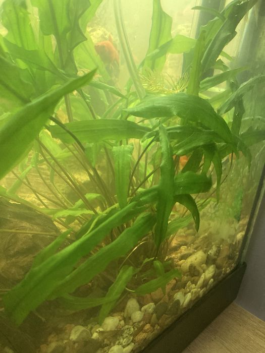 Roslinka do akwarium cryptocoryna