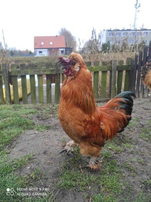 Koguty siłka jedwabista i mieszany-3 szt