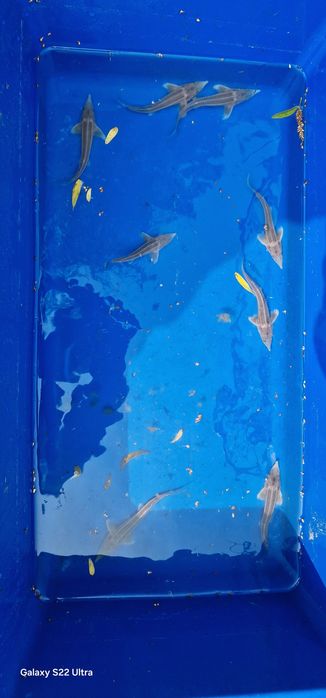 Jesiotr sterlet albinos 25-35cm Wyprzedaz