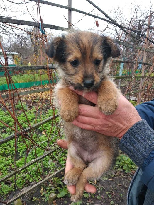 Собаки, цуценята безкоштовно