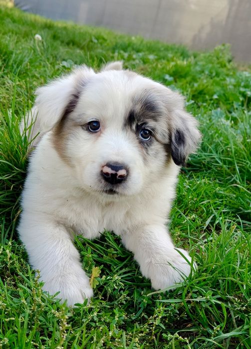 Border Collie FCI blue merle