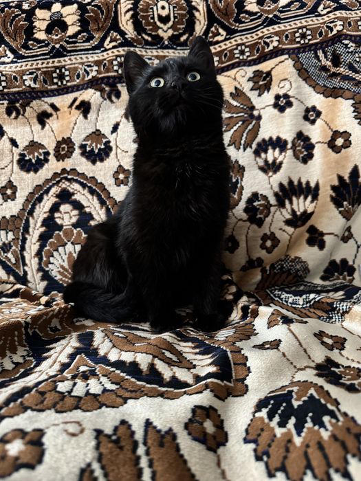 Віддамо кошенята в добрі руки