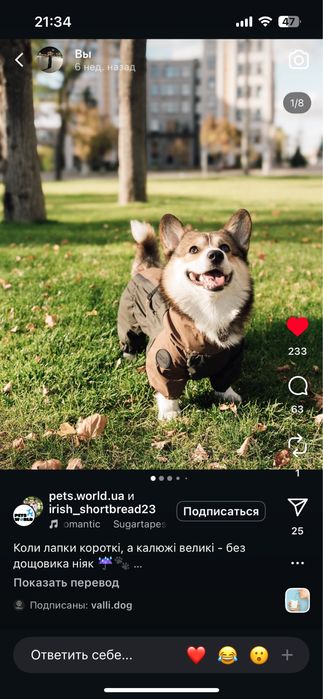 Комбінезон дощовик для собаки песика коргі такса