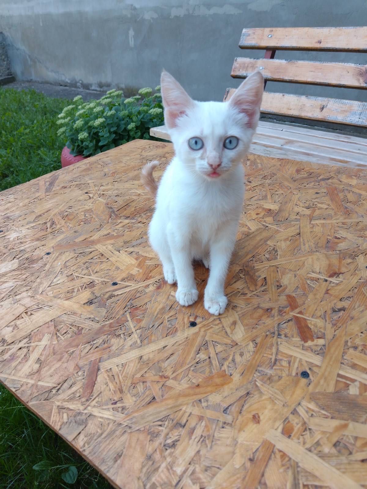Кошенята, котики, біле кошеня, пухнасте, риже кошеня
