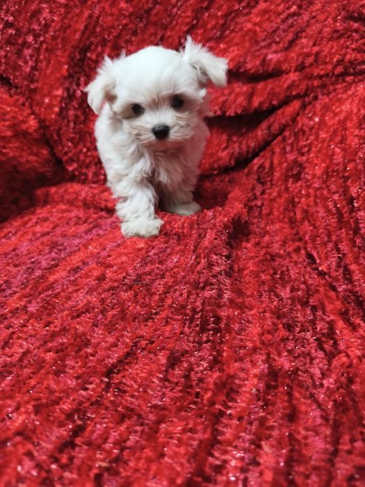Bichon Maltês mini