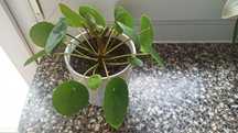 Pieniążek Pilea roślina