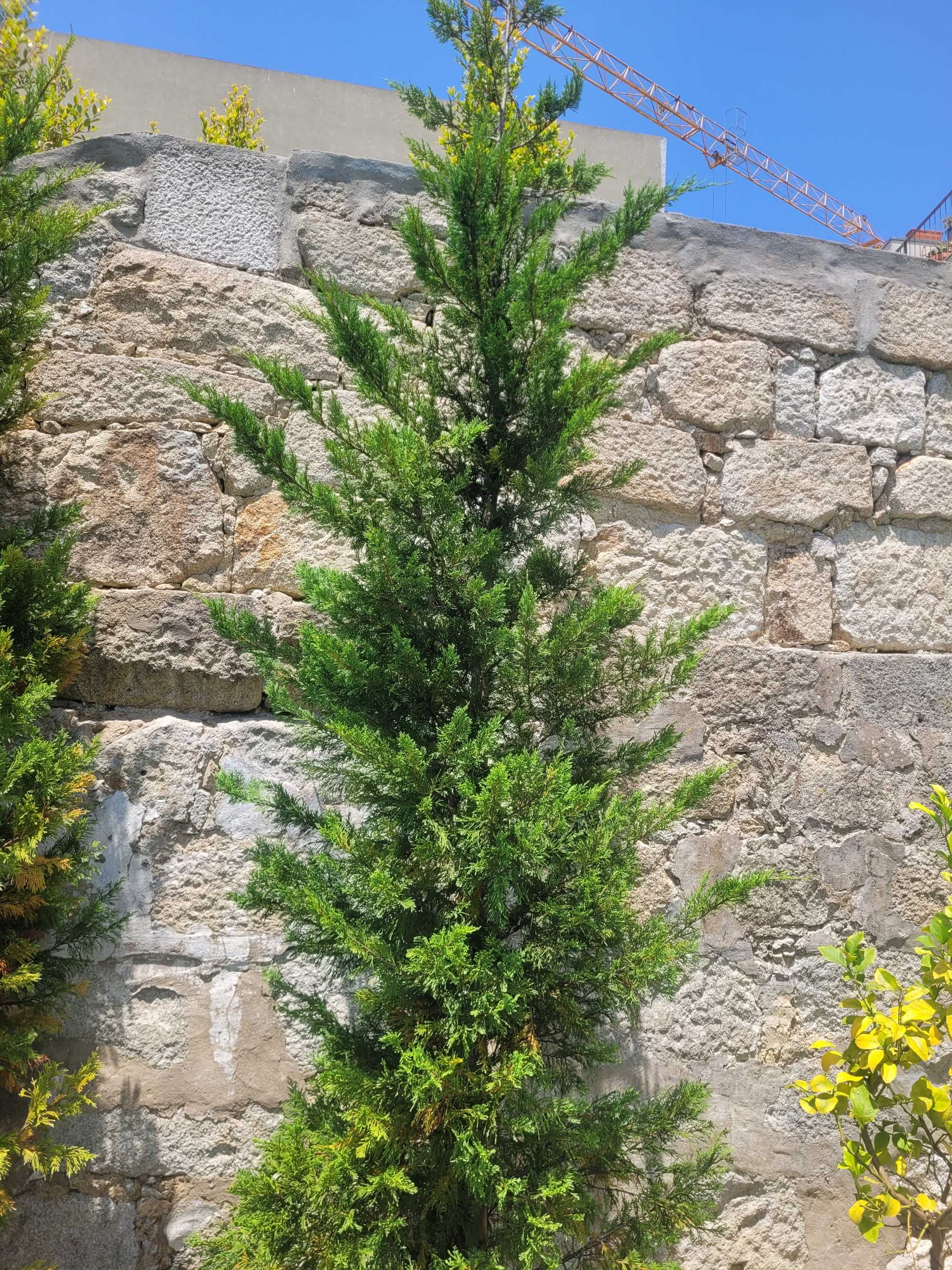 Vendo Cedros - Árvores para Jardim