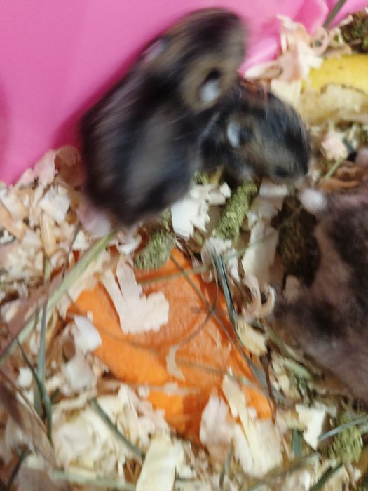 Продам хом'ячат джунгариків