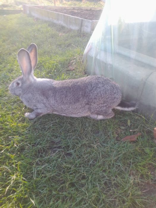 Sprzedam samice królika Olbrzym Belgijski