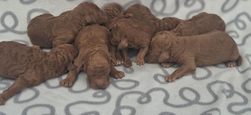 Szczenię pudel średni red z metryką