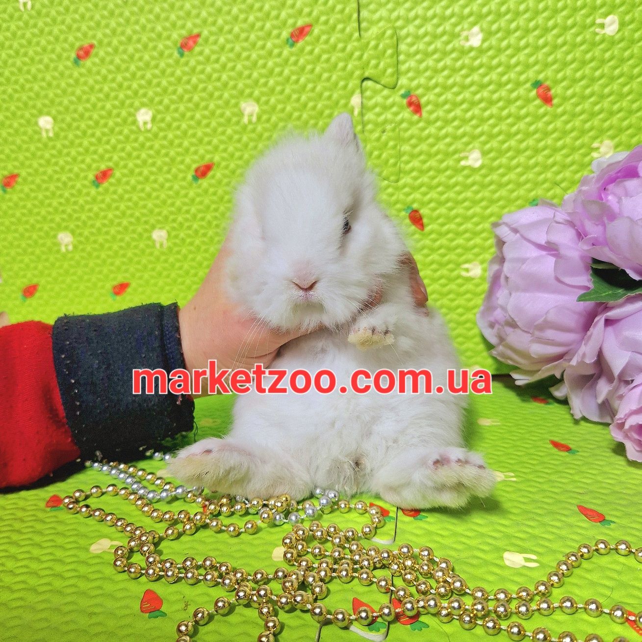 мини мiнi mini lionhead карликовый карликовые кролик кролики