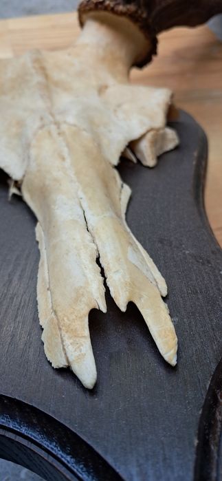 Poroże jelenia 12 odrostów