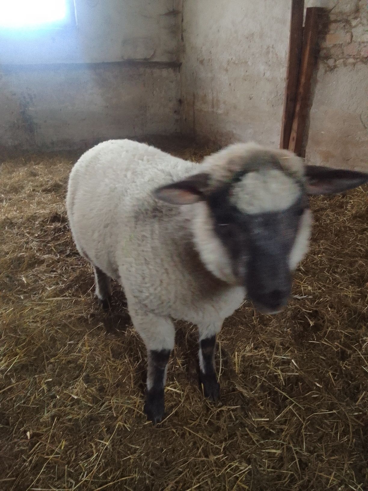 Baranek Shaun tryk