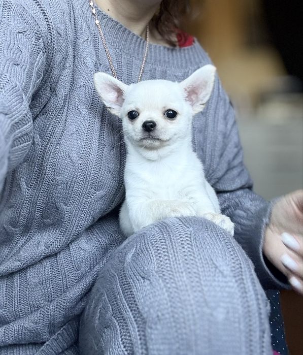 Маленький красень! КСУ