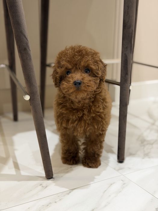 Той пудель мальчик ред браун