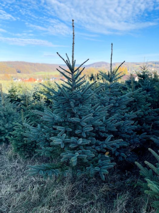 świerk srebrny 6 letni  wys 150-250 cm, choinka CHOINKIBACHLAWA