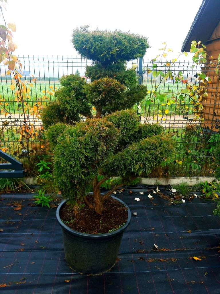 Jałowiec Bonsai Niwaki 140-200cm! Sosna klon szmaragd laurowiśnia!