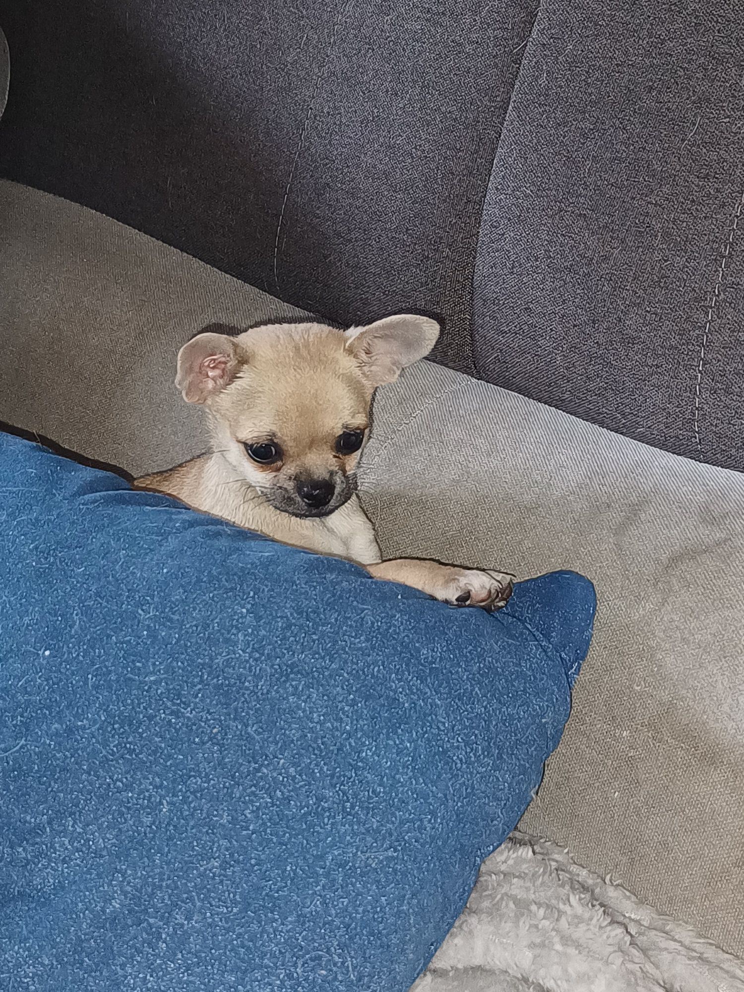 Suczka rasy  chihuahua do odbioru