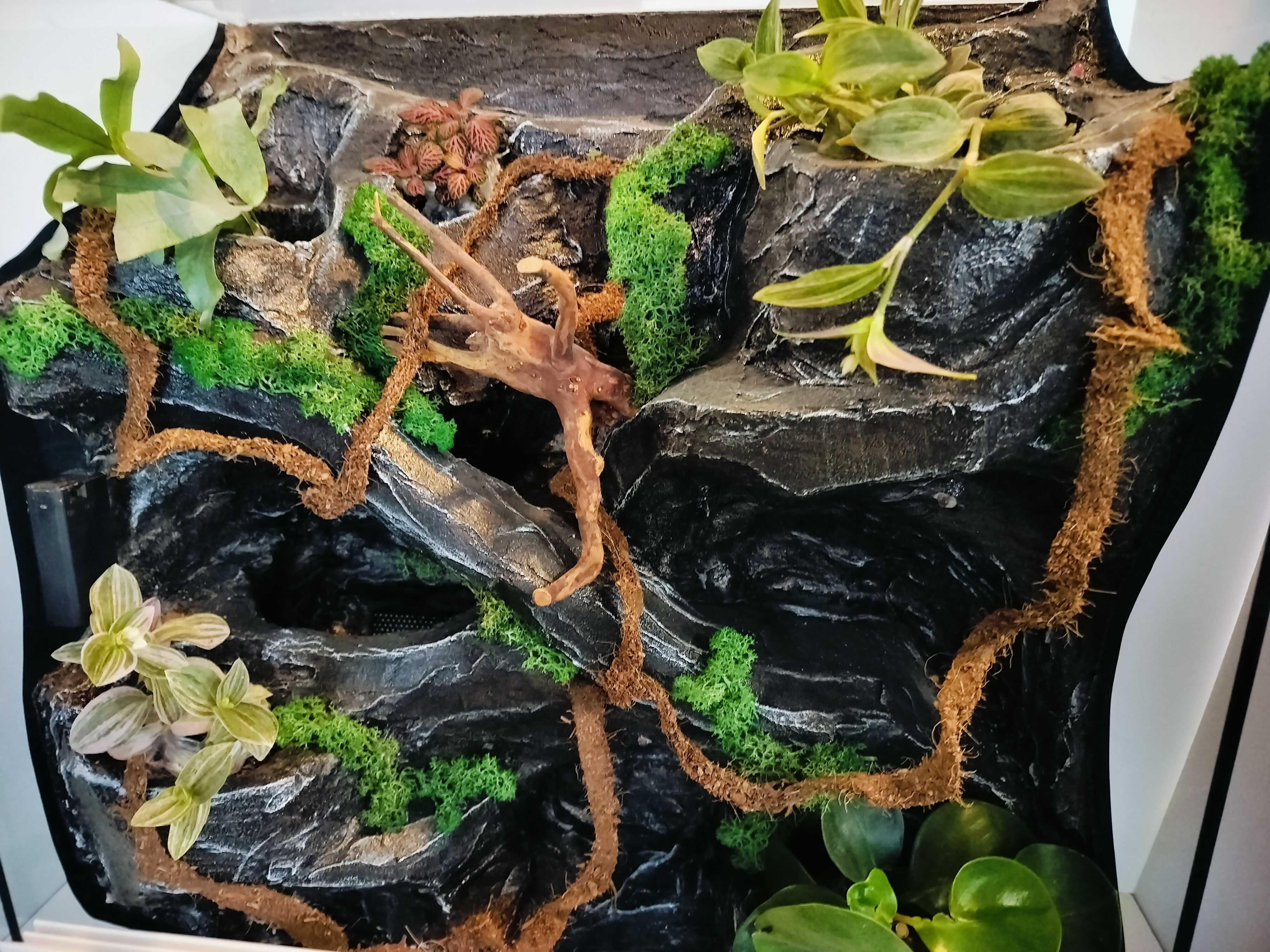 Terrarium dla gekona orzęsionego z pełnym wyposażeniem, AquaWaves