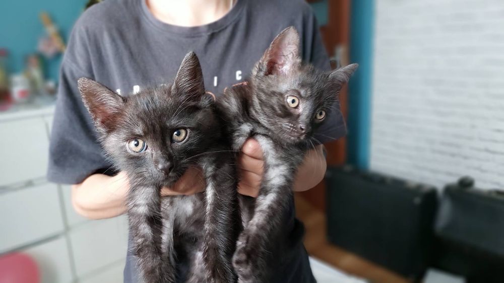 Oddam 2 miesięczne kotki  2 kocurki