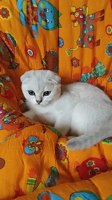 Вислоухий мальчишка серебристая шиншилла